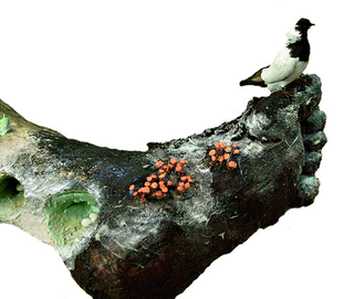Illustration for article titled Everything That's Wrong with Nature